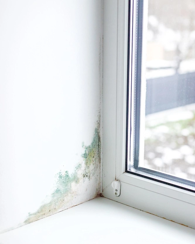 CDG Tech  risolve i problemi di muffa in casa